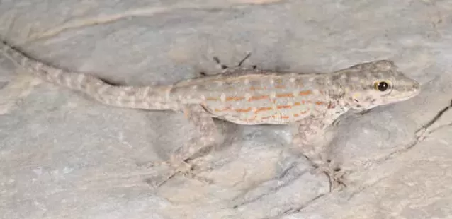 Dubai's Dedicated Naturalist Honored with Gecko Discovery Named After Him