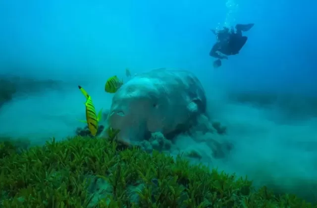 Thailand's Andaman Coast Dugong Crisis Deepens